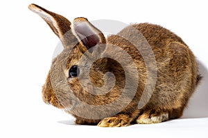 small fluffy red rabbit isolated on white background. Hare for Easter close-up