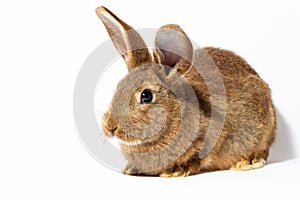 small fluffy red rabbit isolated on white background. Hare for Easter close-up