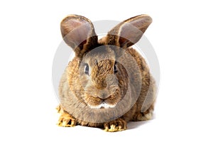 small fluffy red rabbit isolated on white background. Hare for Easter close-up