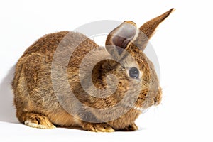 Small fluffy red rabbit isolated on white background. Hare for Easter close-up