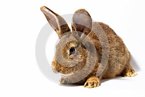 Small fluffy red rabbit isolated on white background. Hare for Easter close-up