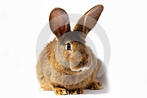 Small fluffy red rabbit isolated on white background. Hare for Easter close-up