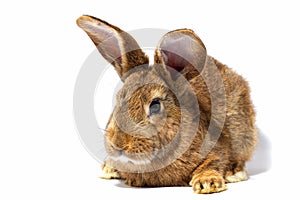 Small fluffy red rabbit isolated on white background. Hare for Easter close-up