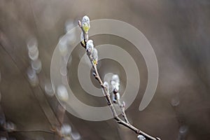 small fluffy rudiments of leaves on a branch in early spring photo