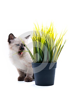 A small fluffy Siamese kitten near a pot with a green flower. Grass and vitamins for the cat