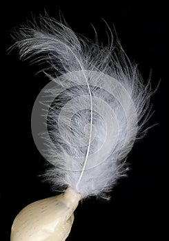 A small fluffy snowy white exotic bird feathers isolated on black macro