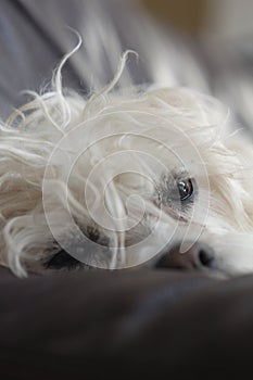 dog lhasa apso terrier 6239