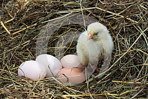 Small, fluffy, yellow chicken in the nest. There are four more eggs nearby. Birth. The birth. Firstborn. Loneliness