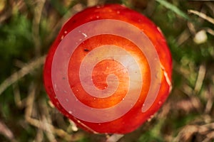 Small fly agaric Amanita Muscaria in early development missing the white dots shot in autumn in a forest, top view