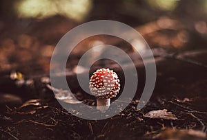 Small fly agaric in the forest. Amanita muscaria poisonous mushroom. A beautiful mushroom with a red cap and white dots
