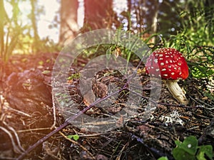 Small fly agaric in the forest in hot summer