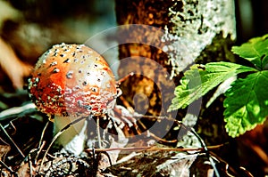 A small fly agaric in the sunlight.