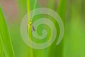 A small fly crawls on a blade of grass in a meadow