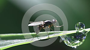 Small fly on grass blade macro footage