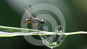 Small fly on grass blade macro footage