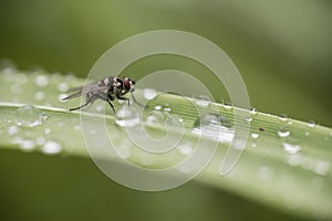 Small fly insect resting on a blade of grass