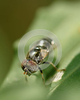 A small fly with mottled eyes