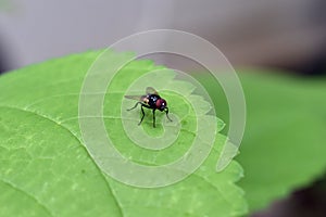 Small fly perching on a leaf