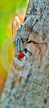 A small fly photographed in macro mode using the Poco X3 NFC cellphone