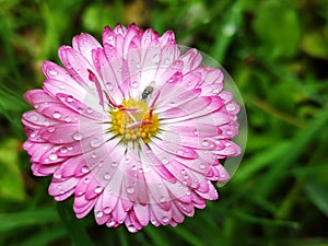 Small fly on the pink flower with water drops