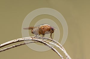 Small fly of the tiny orange-colored Lauxaniidae family on a grass in a stream photo