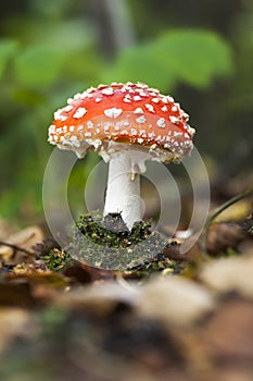 Small flyagaric