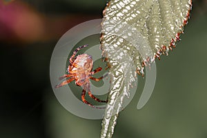 A small flying brown beetle on a green leaf