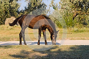 A small foal alone on the farm is eating grass and walking.