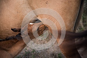 A small foal is sucking on a mare. Newborn toddler learning to suck milk