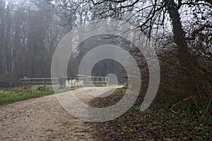 Small footbridge and a gravel path on a foggy day in a park