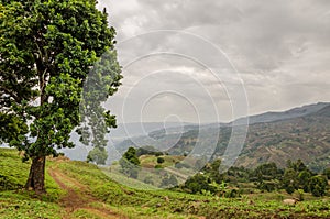 Small footpath next to large tree in highlands of Cameroon with dramatic cloudy sky, Africa
