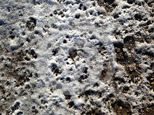 Small footprints on the melting snow