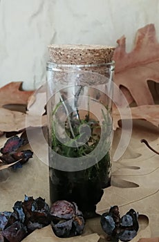 Small forest in a bottle photo