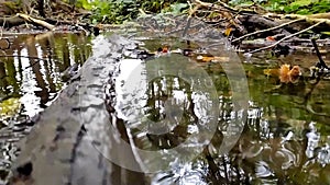 Small forest creek in low angle view and slow motion over fallen branch in clear water and idyllic vegetation for hiking adventure