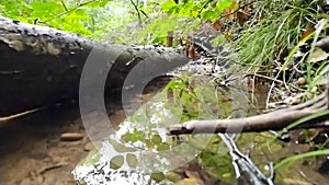 Small forest creek in low angle view and slow motion over fallen branch in clear water and idyllic vegetation for hiking adventure