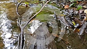 Small forest creek in low angle view and slow motion over fallen branch in clear water and idyllic vegetation for hiking adventure