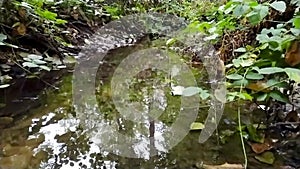 Small forest creek in low angle view and slow motion over fallen branch in clear water and idyllic vegetation for hiking adventure