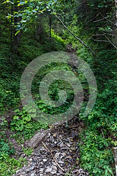 Small forest creek in mountains with green foliage