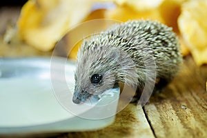 A small forest hedgehog drinks milk