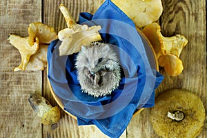 A small forest hedgehog and mushrooms