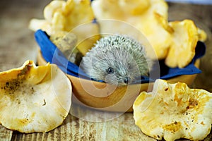 A small forest hedgehog and mushrooms