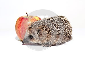 Small forest hedgehog and red apple