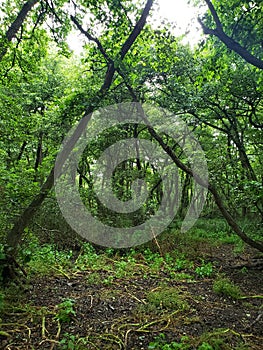 Small forest is on the Kinburn Spit