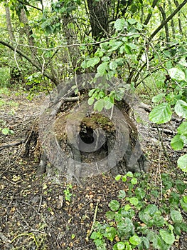 Small forest is on the Kinburn Spit