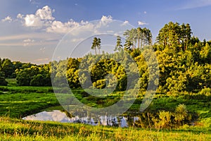 A small forest lake bush and tall pine trees at the end of a summer day in the rays of the setting sun