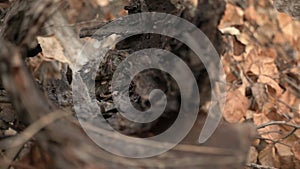 Small forest mouse is sitting on the bark and licking itself on autumn day in slowmo