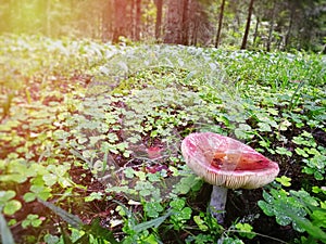 A small forest mushroom in the grass against the background of the forest