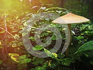 A small forest mushroom in the grass against the background of the forest