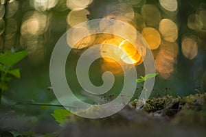 Small forest plants and moss at sunset with beautiful abstract background with bokeh. Macro image with small depth of field