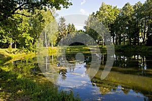 Small forest pond